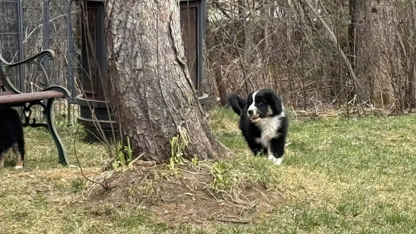 Chiots Bergers Américains Miniatures élevés à la maison